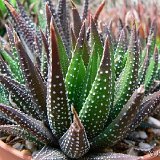 Haworthia pumila v. margaretifera P1220376.JPG